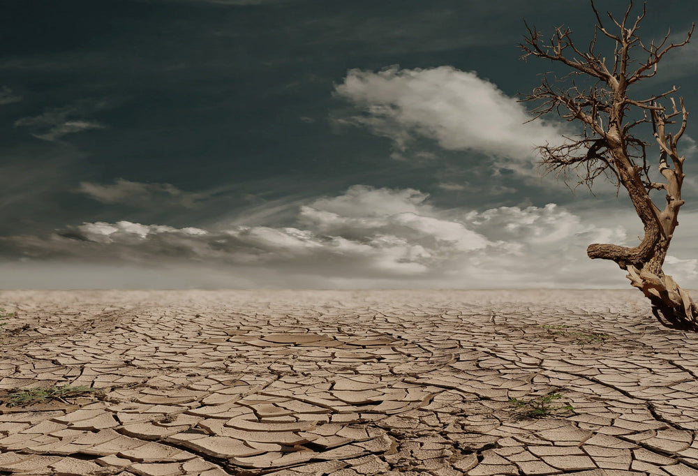 What’s A Hair Desert?